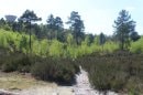 Forêt de la Roche Turpin